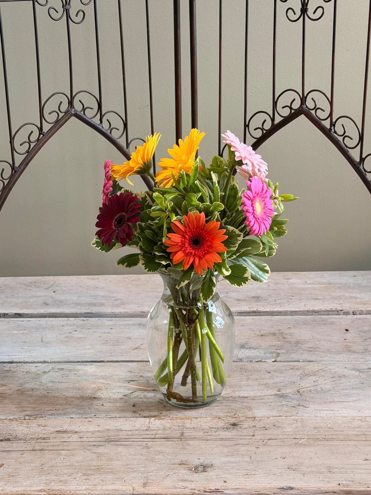 Cheery Gerbera