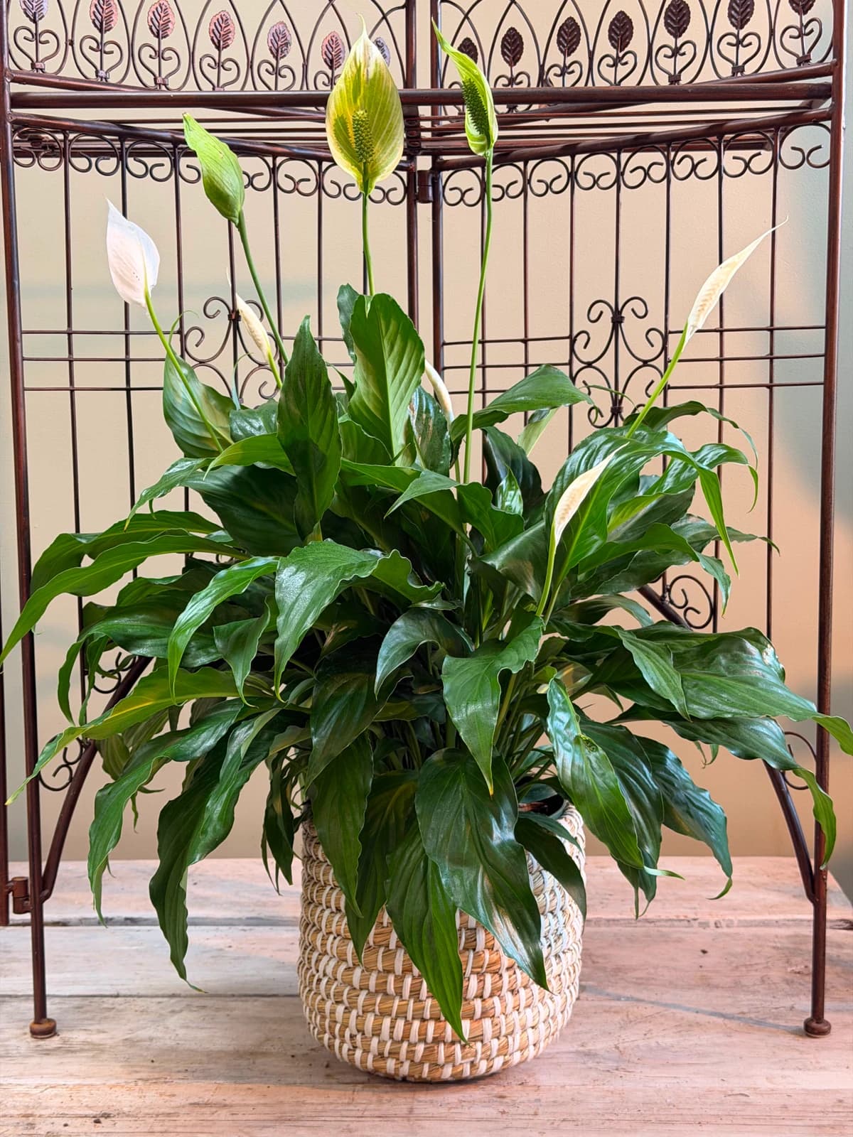Lush Peace Lily with white blooms, potted in a hand-coiled seagrass basket with cream cotton stitching. Thrives in indirect light and forgives the occasional missed watering. Water when leaves droop.