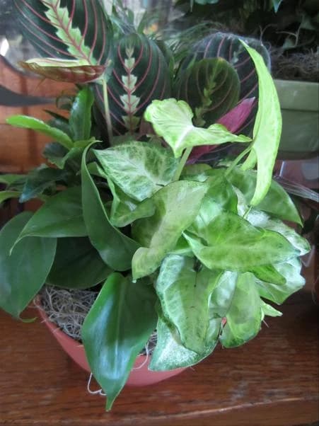 Dish Garden (Classic)