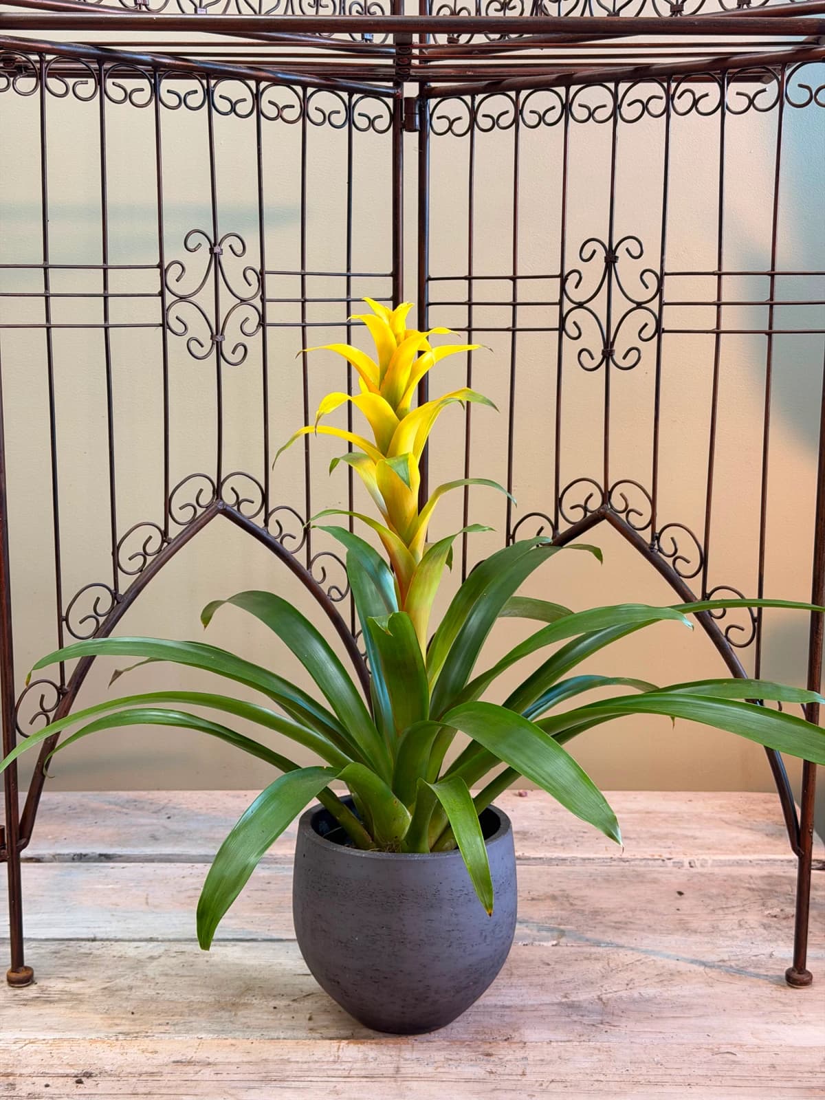 Bromeliad