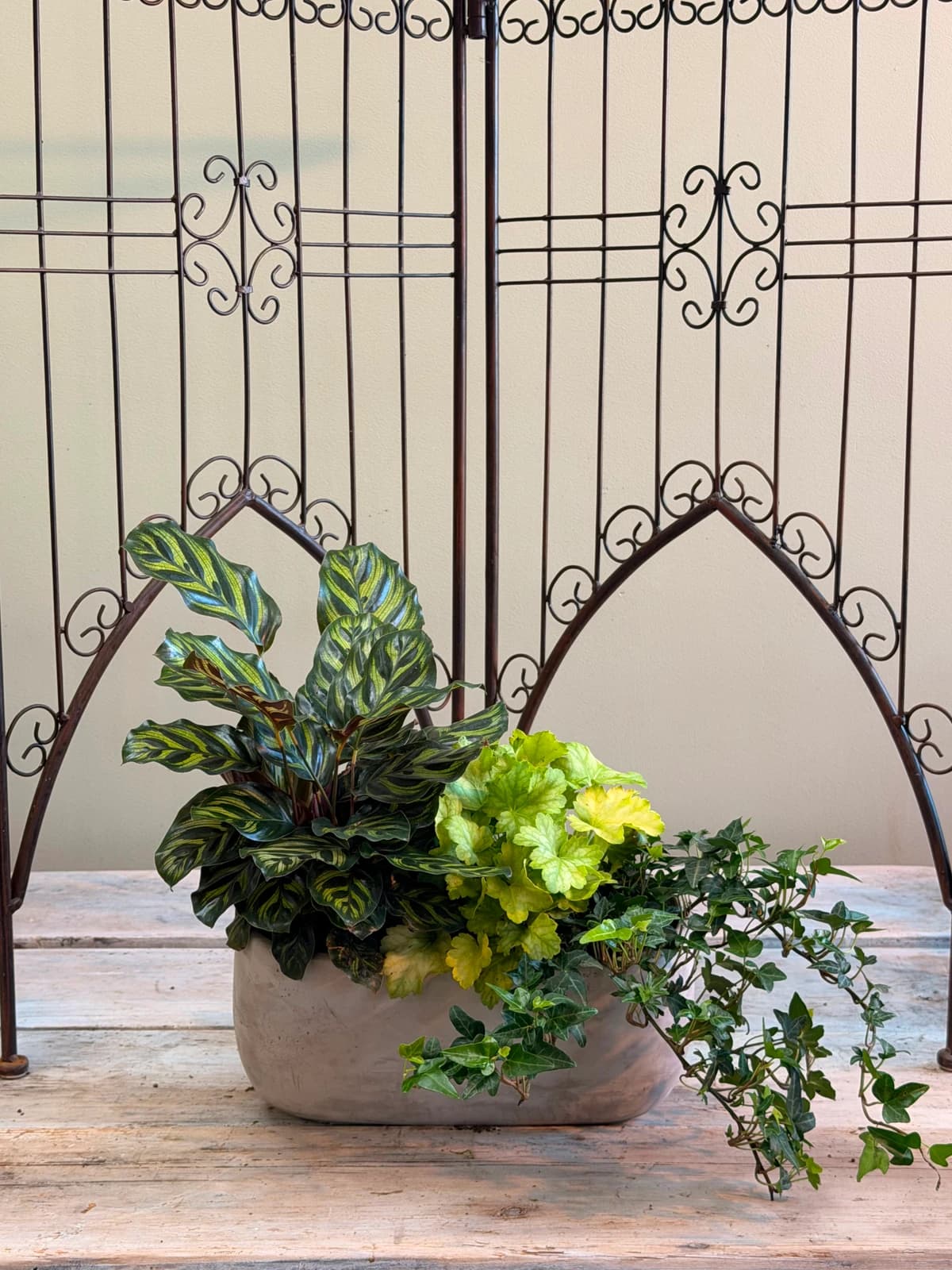 A living planter full of contrast — bold striped foliage, ruffled leaves, and delicate trailing vines spilling from a matte ceramic vessel. No cut flowers to fade, just lasting greenery with personality. Perfect for a housewarming or new office.