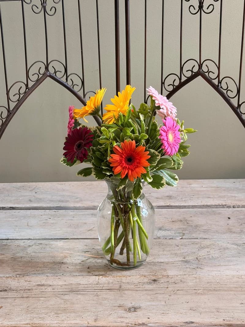 Cheery Gerbera