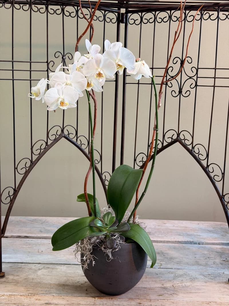 The Statement Orchid