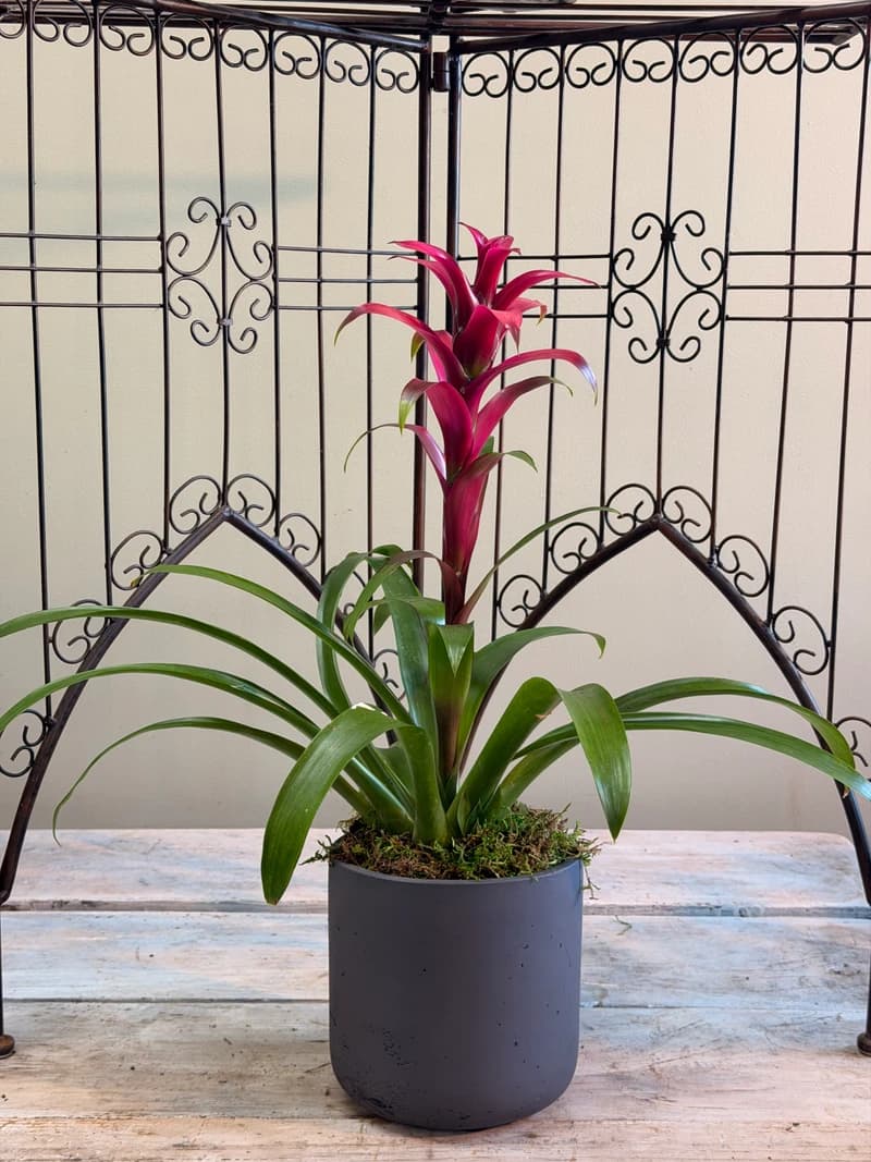 A tropical statement piece that thrives on neglect. No repotting, no misting schedule, no green thumb required. Just pour water into the center cup and let it do the rest