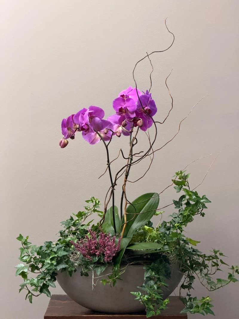 Modern, lasting, and full of movement: our orchid garden with ivy and willow.