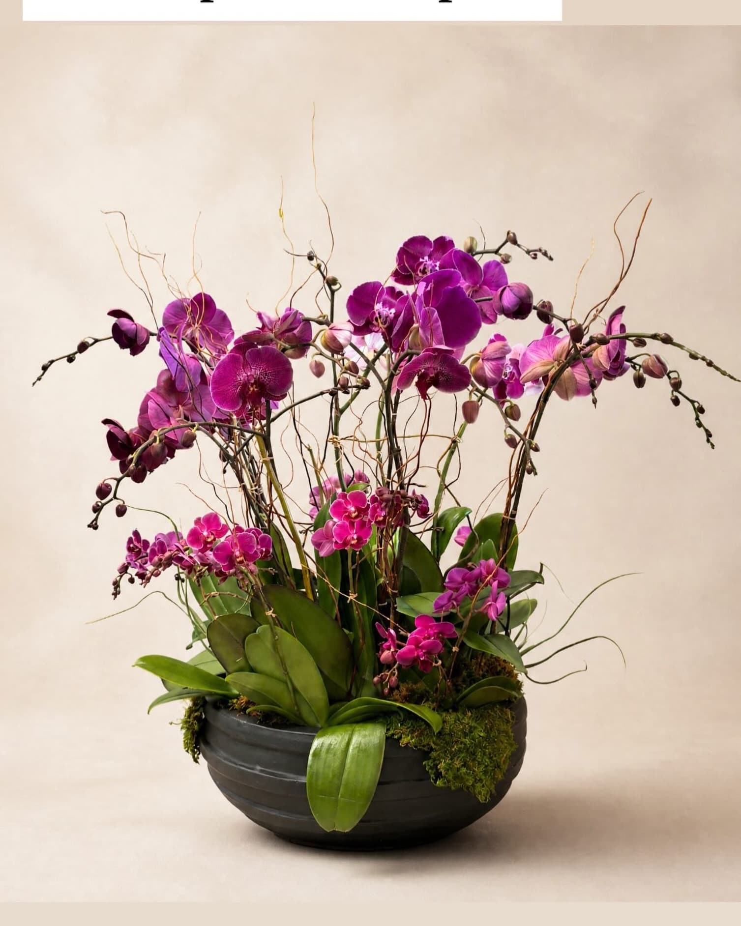 A tall arrangement of magenta and purple phalaenopsis orchids with curly willow, in a dark stone bowl.