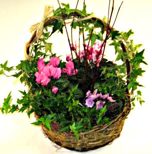 Plant Basket
